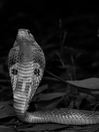 This is an Indian Spectacled Cobra, one of the most misunderstood animals in our city. Handling venomous snakes requires expertise and calm. My priority is always the safety of both the animal and the residents.
