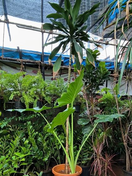 A Glimpse of Our Nursery photo 9