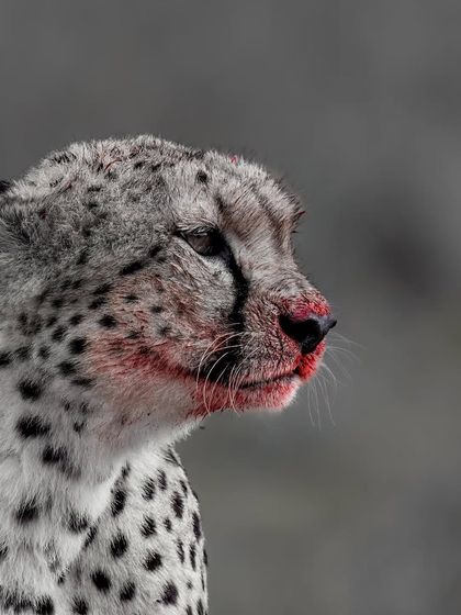 A bloody cheetah. This image is raw and intense. The selective color highlights the stark reality of the hunt, creating a dramatic and unforgettable portrait of a predator.