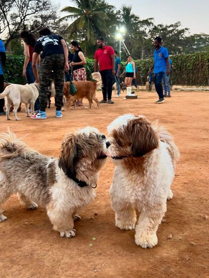 A nose-to-nose greeting between two Shih Tzus, a perfect example of the safe socialization that happens here.