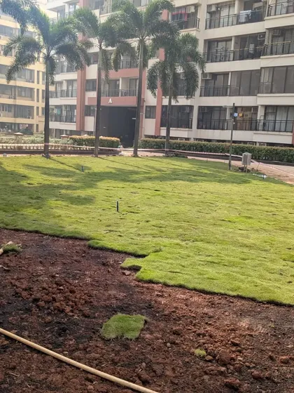A view of the lawn installation in progress, showing the contrast between the prepared soil and the freshly laid grass.