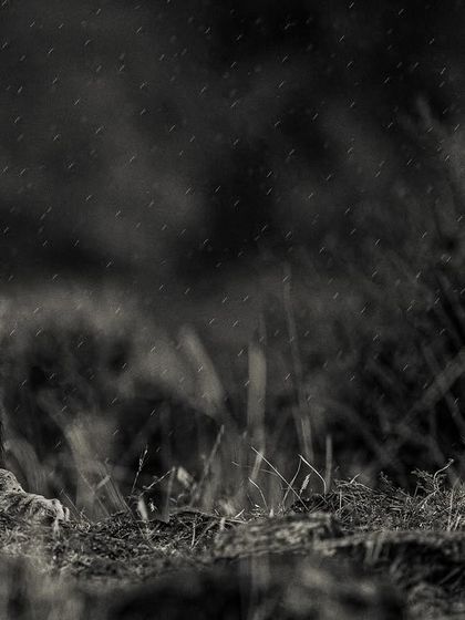 Here, you can see the raindrops on his mane and the calm expression on his face. It’s an intimate and beautiful moment.