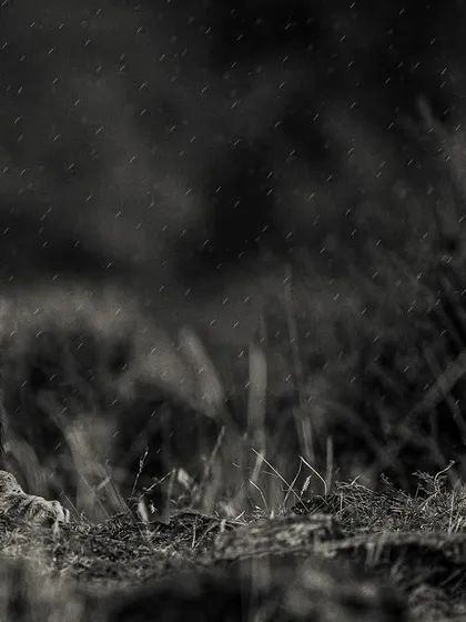 These images further explore the lives of Africa's big cats, from quiet portraits and family interactions to the drama of the hunt. Each one is a piece of the larger narrative we build on safari.