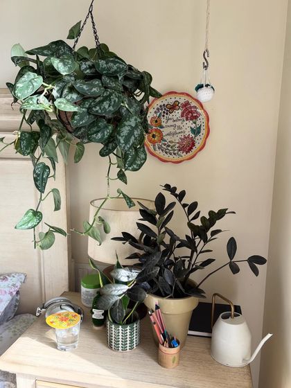 A perfect little nightstand garden. A hanging Scindapsus and a ZZ Raven bring a touch of green to this personal space, creating a calming corner to unwind at the end of the day.