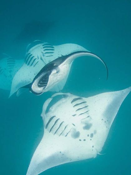 Another perspective of the manta ray ballet in Hanifaru Bay. The sheer number and grace of these animals is breathtaking.