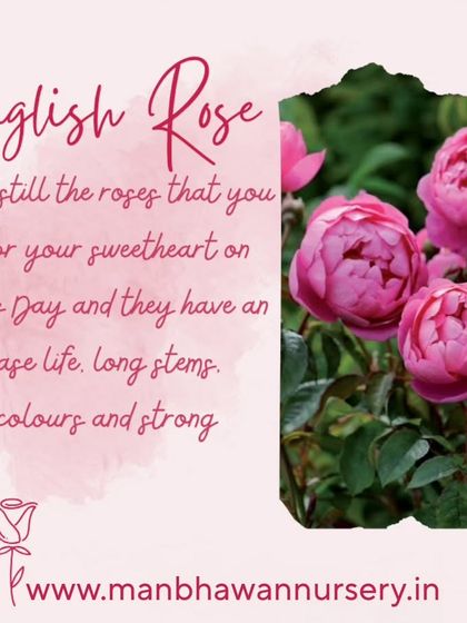 The English Rose is a classic choice for a reason. With a long vase life, strong stems, beautiful colors, and a powerful fragrance, it's the perfect flower to express love and appreciation.