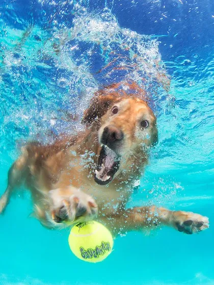 A Golden Retriever fully submerged in pursuit of a ball. We ensure your pet's comfort and safety are the top priorities during these adventurous photoshoots.