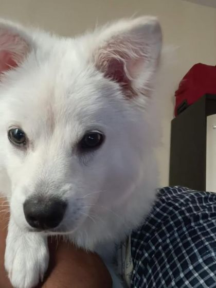Oggy resting his head on his human's arm, showing his affectionate nature.