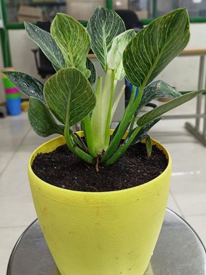 Multiplex Urban Green - Landscape & Garden Services Indoor & Air-Purifying Plants photo 6