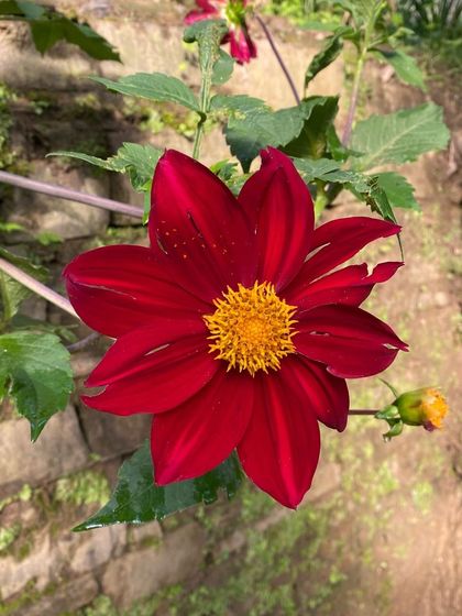 A vibrant dahlia blooming at the retreat. The natural beauty of the place is in the small details as much as the grand vistas.