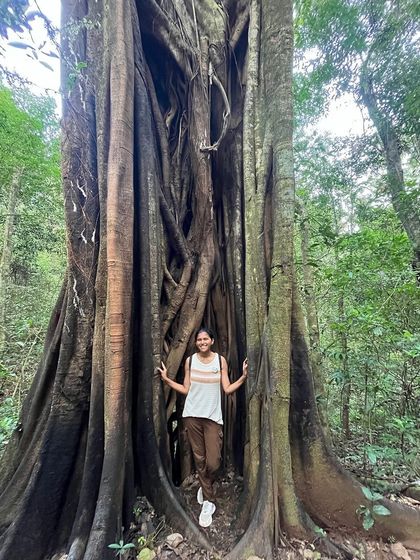 A trekker stands inside the hollow of a massive, ancient tree in the Kodachadri forest.