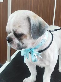 Dog Grooming