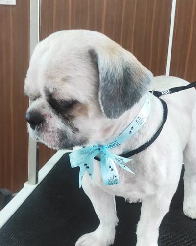 Dog Grooming