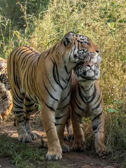 The legendary Arrowhead, queen of Ranthambore's lakes and granddaughter of Machli, with one of her cubs. Following these dynasties for years allows me to share not just sightings, but the intimate stories of their lives, struggles, and triumphs.