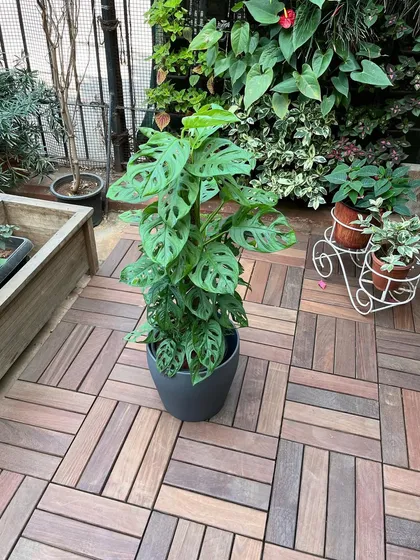 Another angle of the Monstera adansonii, showing its full height and healthy leaves. This plant is headed to a new home to become a beautiful living feature.