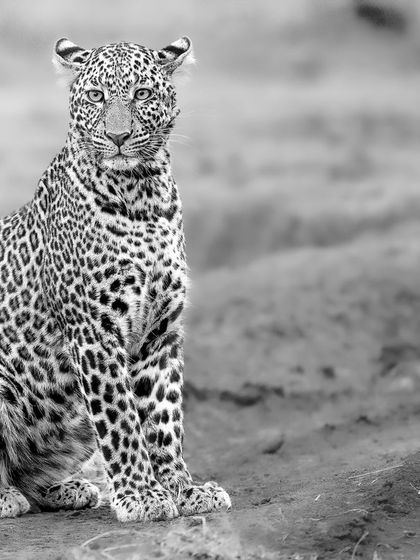 This portrait brings you face-to-face with the leopard's stunning beauty. The black and white treatment highlights the intricate patterns of its coat and its calm, confident demeanor.