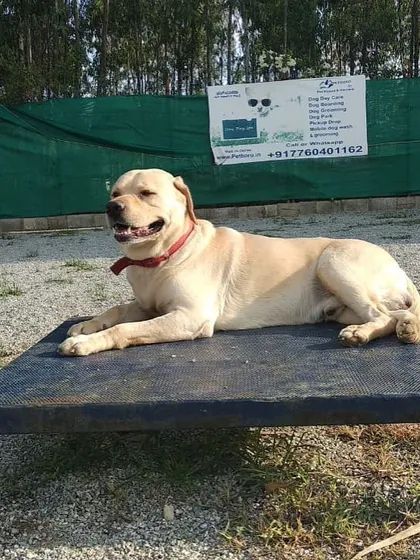 After a good run, it's time to relax. This Labrador is chilling on one of our raised platforms, a perfect spot for dogs to rest and watch the action.