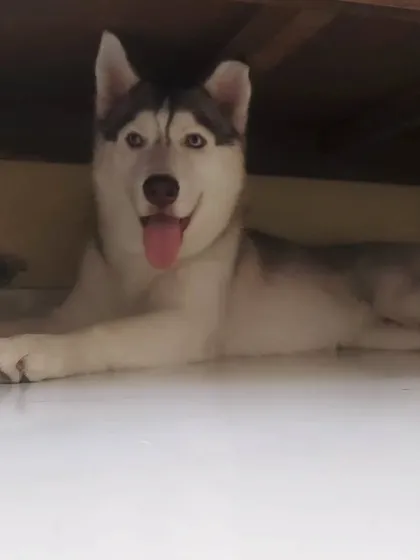 When you get caught playing hide and seek under the bed. This Husky is not very good at it.