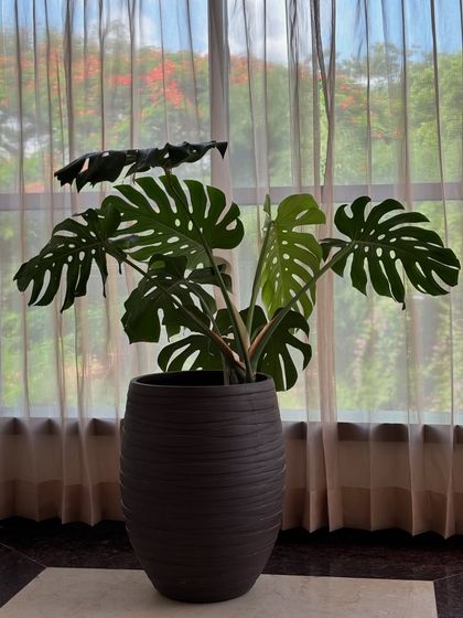 Greening Commercial Spaces photo 38