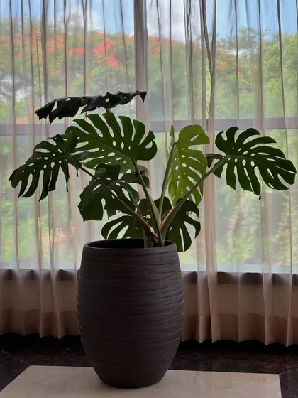 This Monstera deliciosa, with its large, dramatic leaves, is a statement piece in this hotel space. It brings a touch of tropical luxury and acts as a natural work of art.