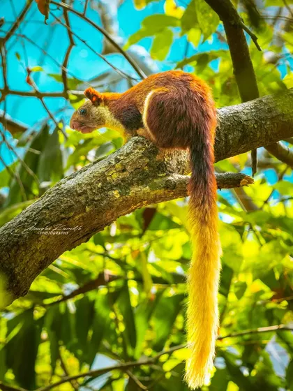 While birds are my primary passion, I’m drawn to all of nature's vibrant characters. This Malabar Giant Squirrel, with its rich, multi-toned fur and incredibly long tail, was a stunning subject to find high in the canopy in Matheran. It shows the diversity of wildlife I seek out.
