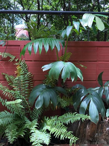 Sora Garden Design - Landscape & Garden Design A Painter's Palette: Plant Close-ups photo 3