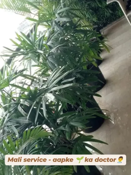 We are your plant's doctor, or "Aapke Plant ka Doctor". This image reinforces our promise of expert mali service delivered right to you.
