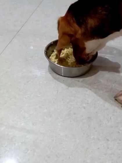 Bowl and Pet - Freshly Cooked Pet Meals The Clean Bowl Club photo 9