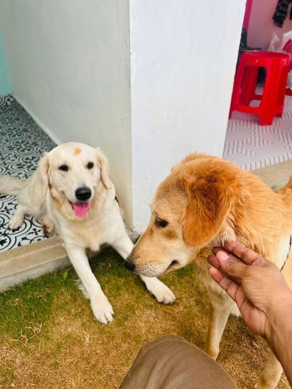 Furever Safe - Pet Boarding & Day Care Additional Guest Diaries photo 57