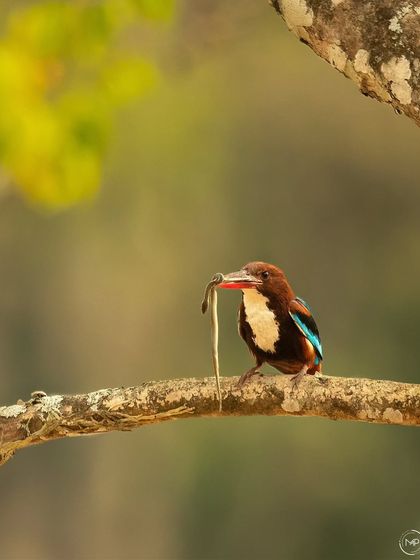 A White Throated Kingfisher with a snake kill, perched on a branch in BRT Tiger Reserve. It's not a raptor, but its hunting spirit is just as fierce.
