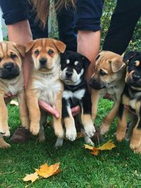 Pet Sales & Adoption