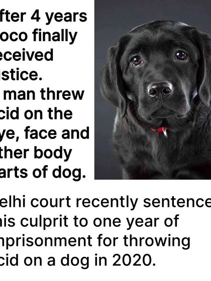 A news clipping confirming that after four years, Coco finally received justice. The report details the conviction for the man who threw acid on him, a case I handled for the complainant.