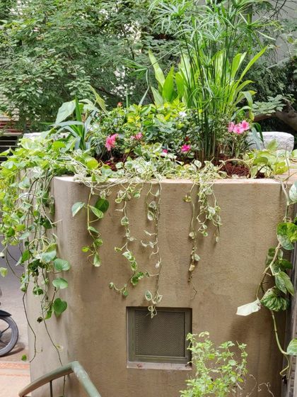 A bit of architectural humor. I see this overflowing planter on a rooftop structure as giving the building a green "hairdo," with vines cascading down the side like flowing locks.