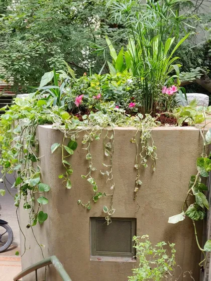 A bit of architectural humor. I see this overflowing planter on a rooftop structure as giving the building a green "hairdo," with vines cascading down the side like flowing locks.