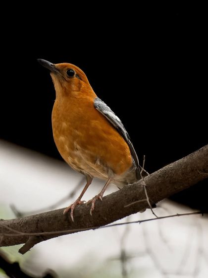 A version of the Orange-headed Thrush with a partially darkened background.