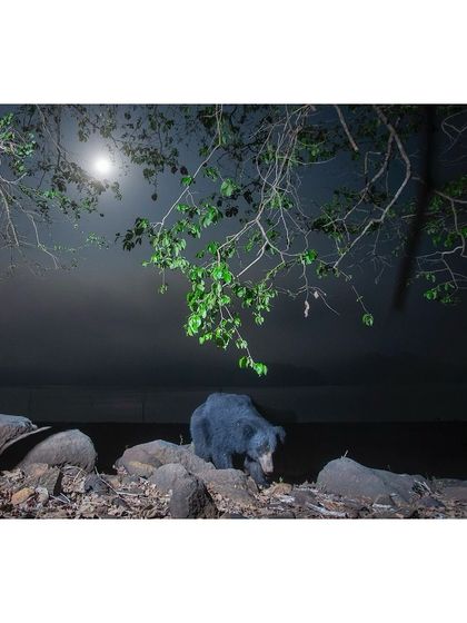 A sloth bear foraging under the light of a full moon. Sometimes a single camera trap location yields incredible rewards when the equipment works perfectly and the animals are comfortable in its presence.