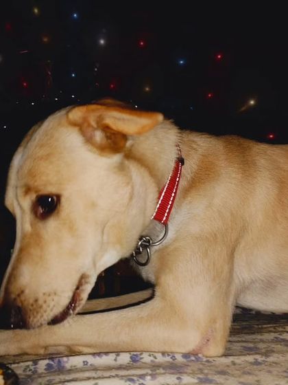 Happy Birthday, Alex. Celebrating with our boarding pets makes their stay even more special and fun.