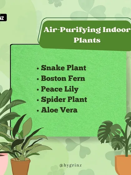 Did you know many common houseplants are also natural air purifiers? This is a list of some of the best ones I recommend, like the Snake Plant and Peace Lily, to help you breathe cleaner air at home.