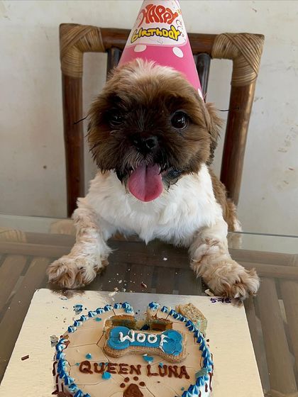 The birthday girl, a cute Shih Tzu in a party hat, poses happily behind her "Queen Luna" cake.