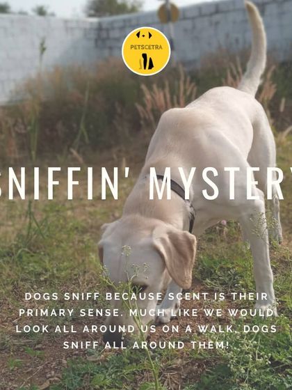 Petscetra - Pet Training & Behavior Consultation A Day With The Pack photo 3