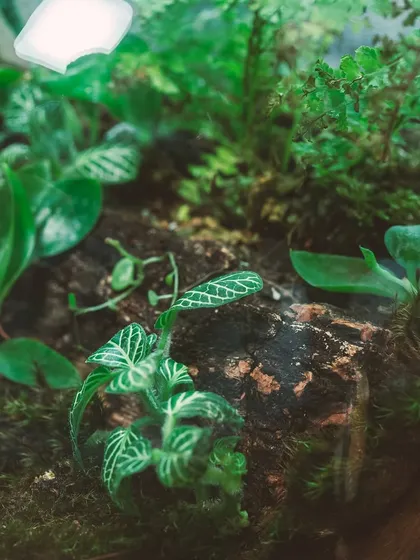 A close-up of the lush greenery inside a round bowl terrarium. These sustainable, green gifts are perfect for promoting eco-friendliness.
