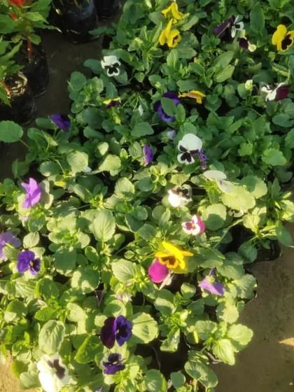 A bed of Pansy flowers in various colors. Their cheerful 'faces' are perfect for adding color to your winter garden.