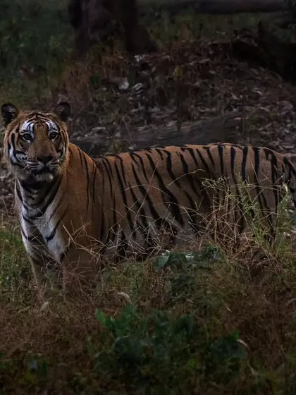 A beautiful shot of a tigress in Nagarhole, captured by a guest. I love it when my clients share their incredible wildlife photography and stories from their trips.