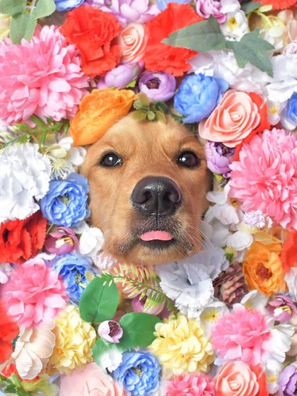 Priyanka - Themed & Special Occasion Pet Photography Imaginative Studio Sets photo 19