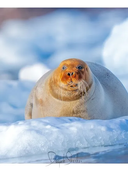This is the kind of 'ginger' I like to find. A massive bearded seal, the largest of all Arctic seals, resting on the sea ice. They are a crucial part of the Arctic ecosystem and a primary food source for polar bears.