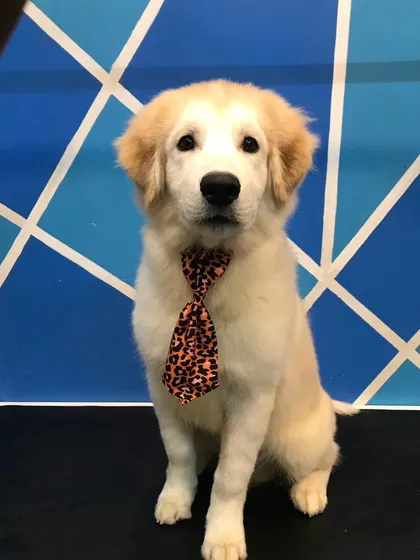 This Golden Retriever puppy, Mini Golu, is looking so smart and grown-up after his first proper haircut. It's so important to get puppies comfortable with grooming early on. He was a very good boy on the table.