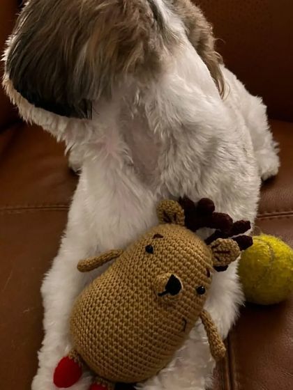 This is Cash, a furry friend, with his new crochet reindeer toy, Rendy. My toys are durable and safe for pets to play with, making them a perfect gift for your four-legged family members.
