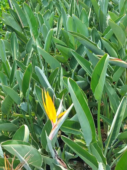 A Bird of Paradise (Strelitzia reginae) plant with its iconic flower that resembles a crane's head.