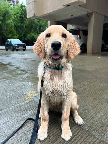 A beautiful, happy Golden Retriever puppy after a training session, possibly in the rain. This photo captures the pure joy and spirit of a young dog who is learning and exploring the world with confidence.