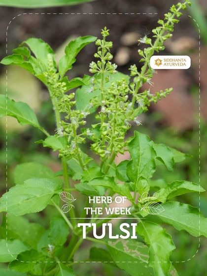 Siddhanta Ayurveda - Detox, Stress Relief & Rejuvenation The Power of Ayurvedic Herbs photo 5